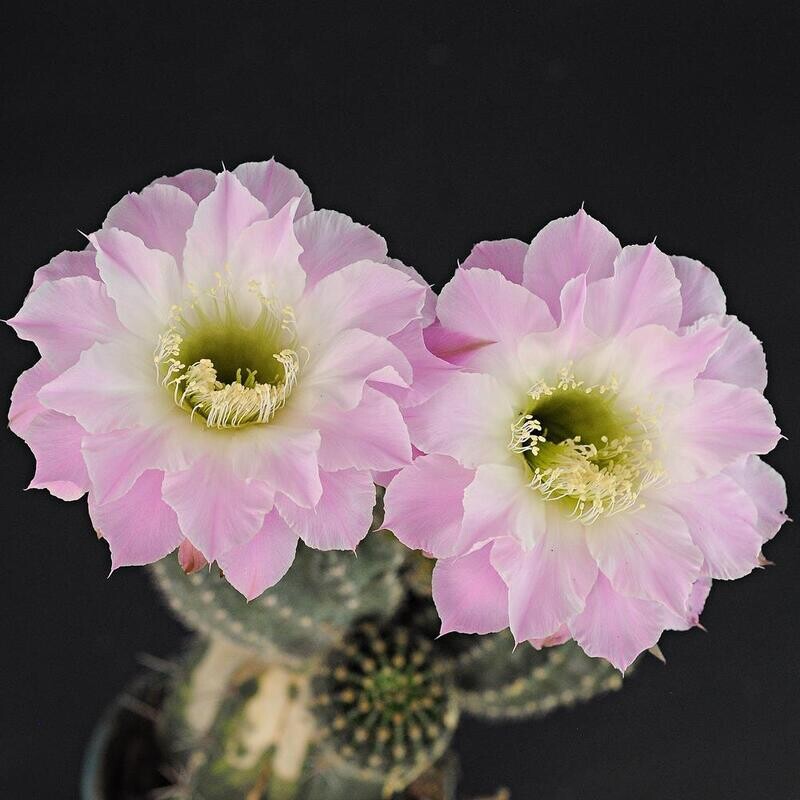 Echinopsis hybrid Athelwulf (PP hybrid)-FLOWER