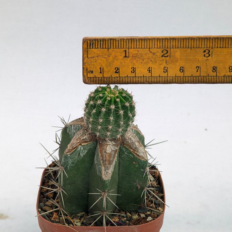 Echinopsis hybrid Athelwulf (PP hybrid)