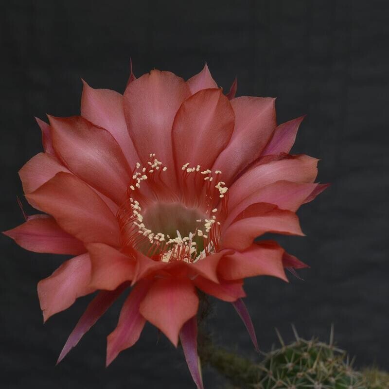 Echinopsis hybrid Baldir Echinopsis hybrid Baldir-FLOWER