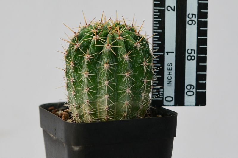 Echinopsis hybrid Baldir