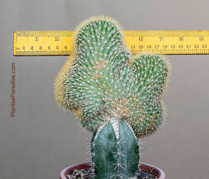 Cleistocactus Parapetiensis F. Cristata