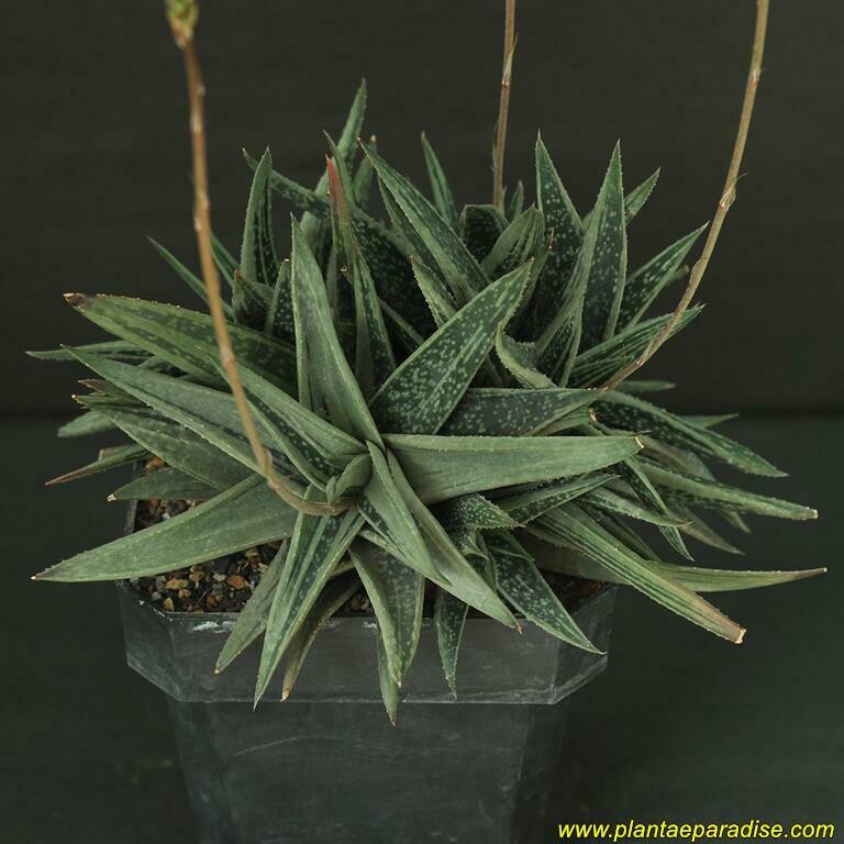 Gasteraloe Display pic of specimen plant
