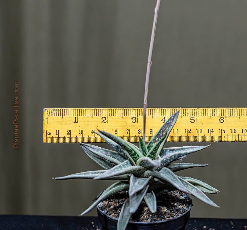 Gasteraloe "Spirit of 88" aka Gasteraloe cv 'Thais'