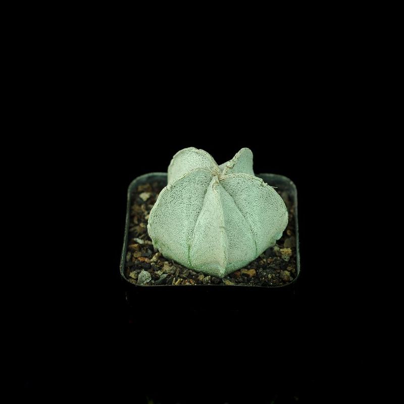Astrophytum coahuilense front view