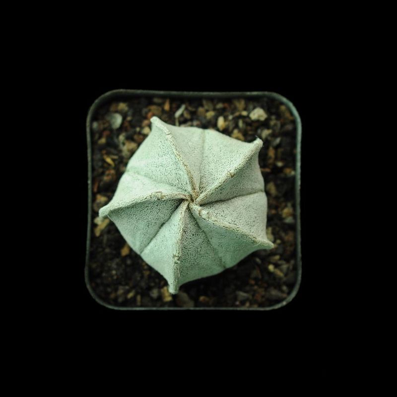 Astrophytum Coahuilense Top Shot
