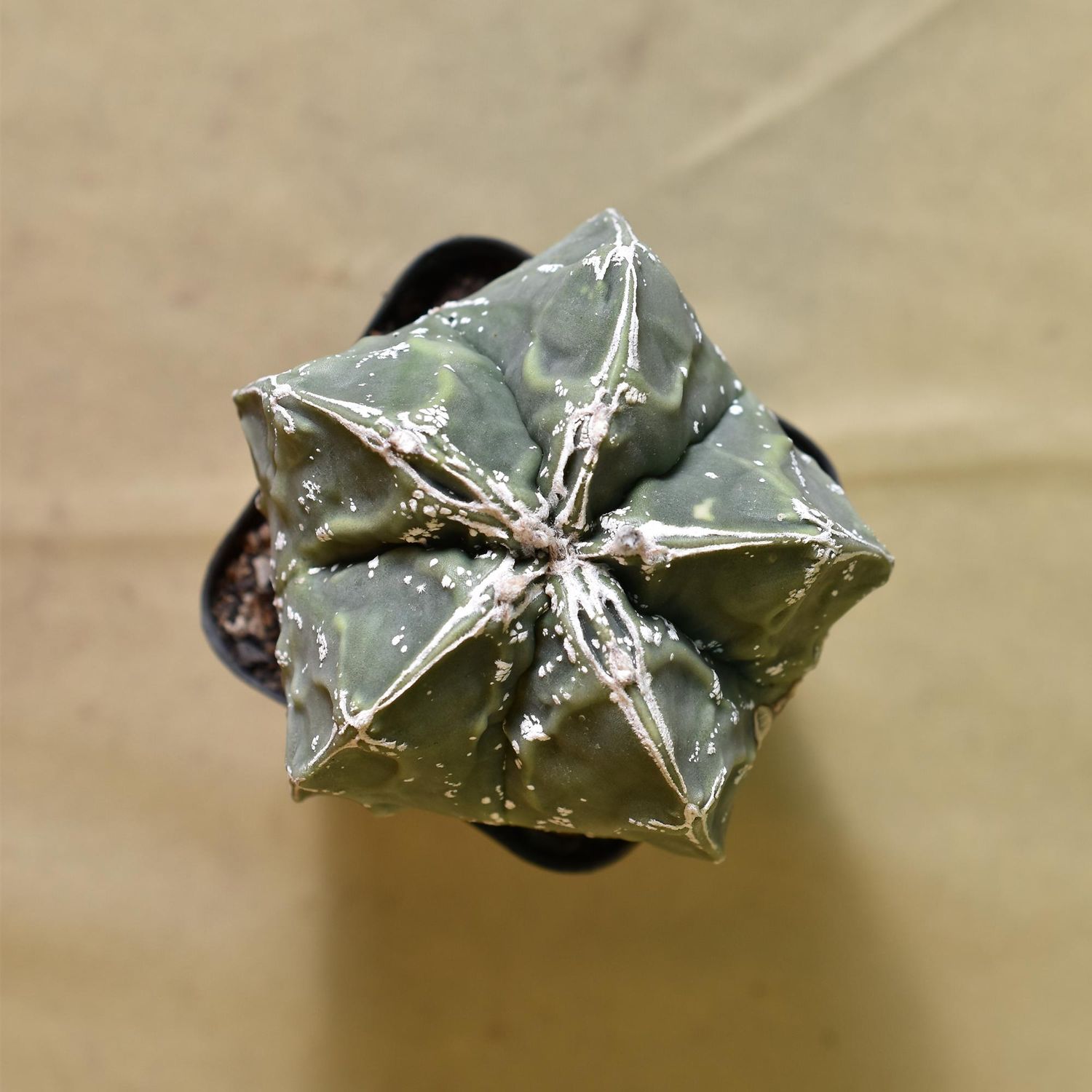 Astrophytum Myriostigma Nudum cv. 'Fukuryu'