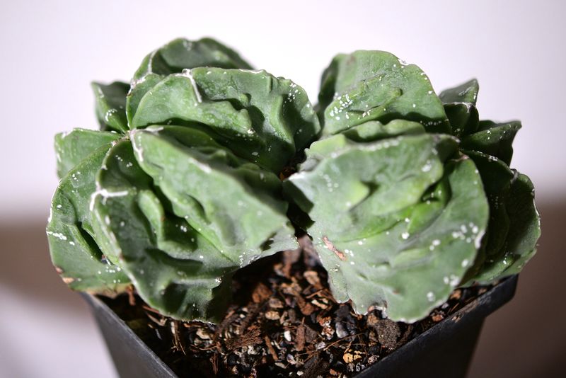 Astrophytum myriostigma Nudum cv. 'Fukuryu'