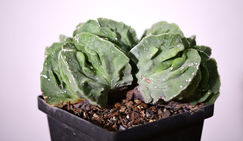 Astrophytum myriostigma Nudum cv. 'Fukuryu'