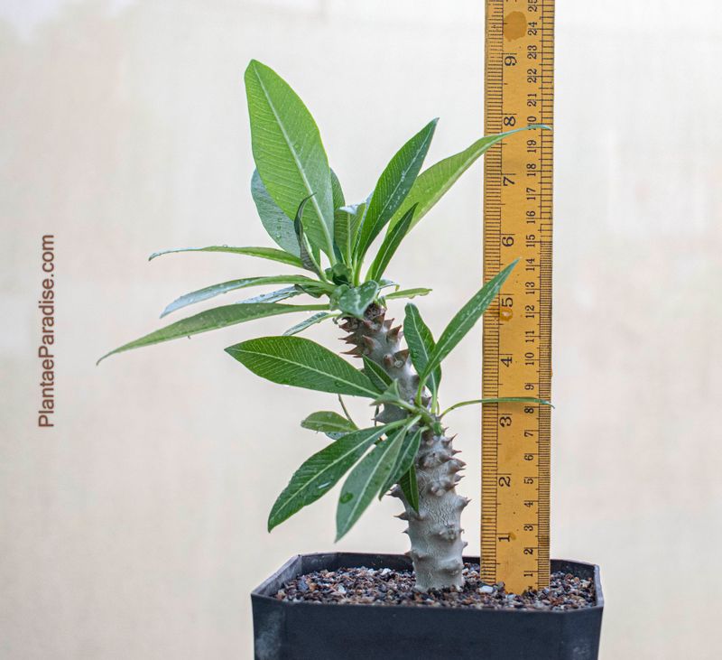 Pachypodium baronii var baronii