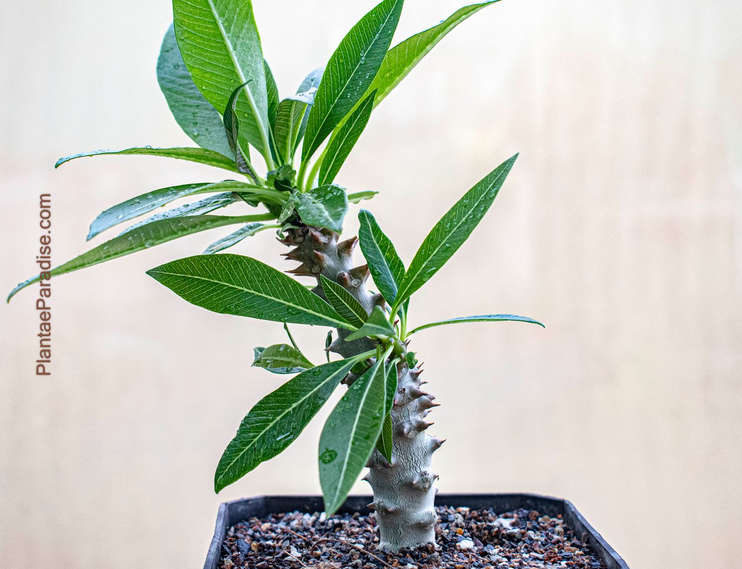 Pachypodium baronii var baronii