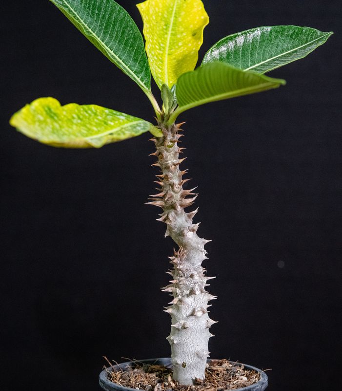 Pachypodium baronii var baronii full plant view