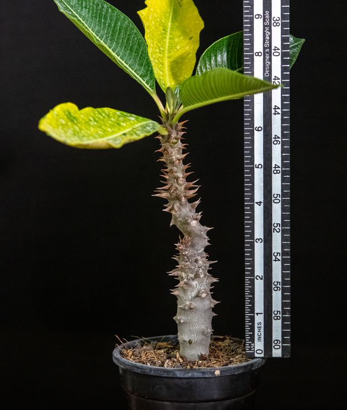 Pachypodium baronii var baronii Pachypodium baronii var baronii with ruler for size reference