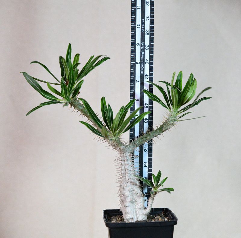 Pachypodium gracilius