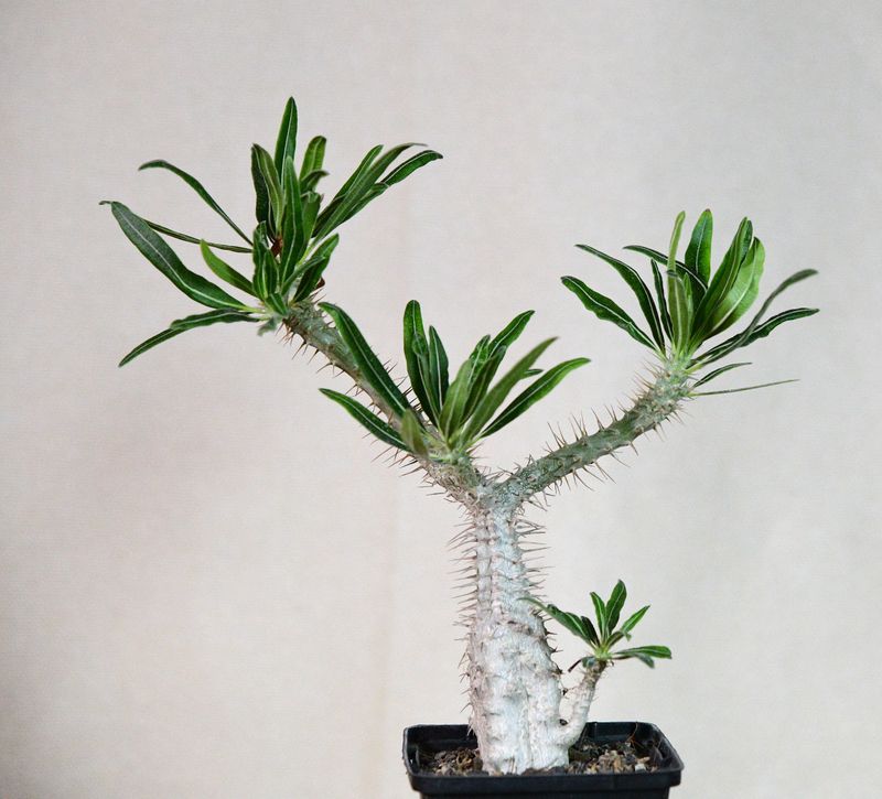 Pachypodium gracilius Pachypodium gracilius