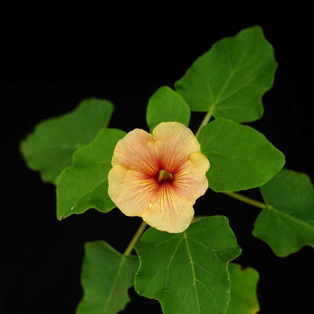 Uncarina hybrid Grafted Plant in bloom with yellow and red flowers