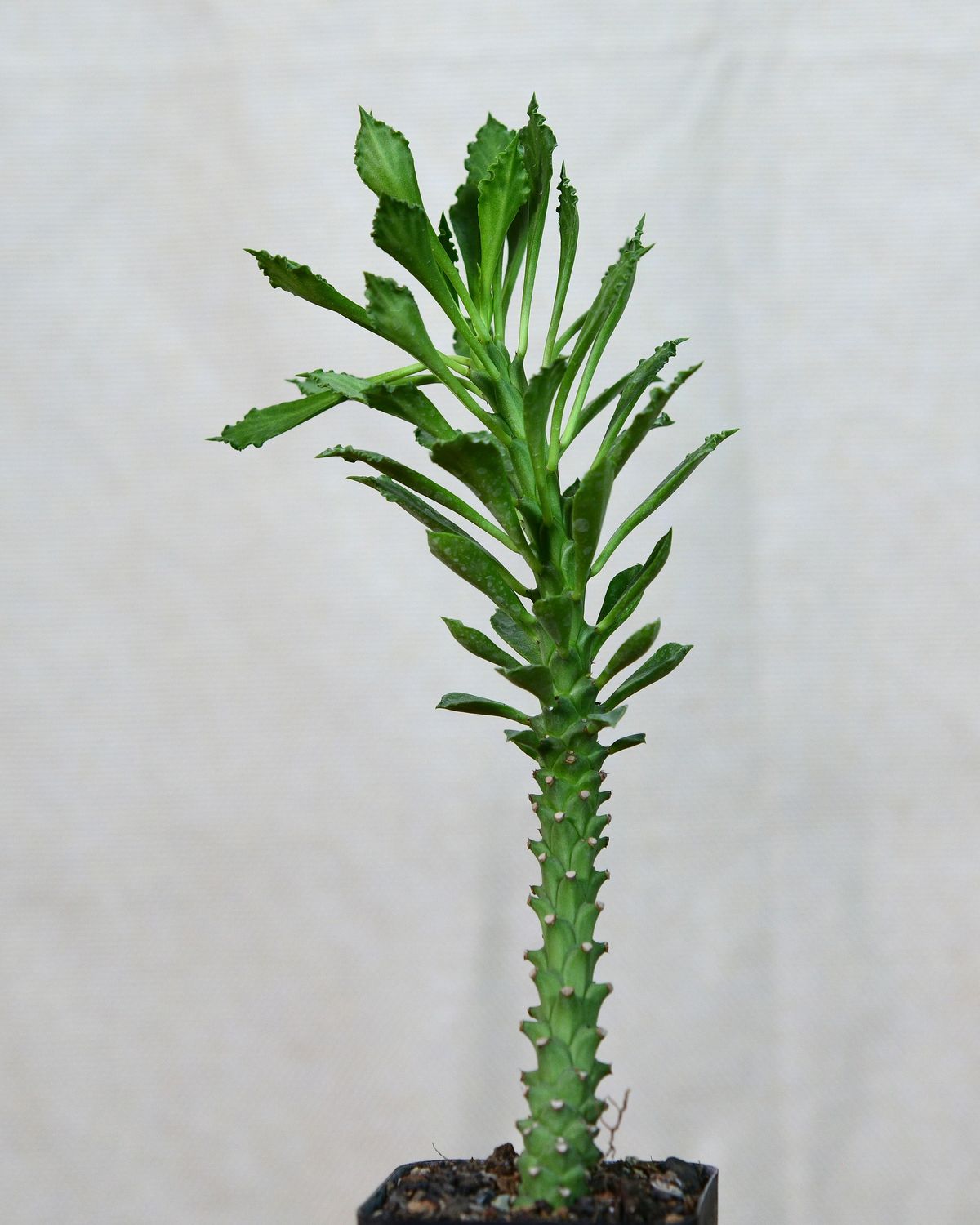 Monadenium schubei