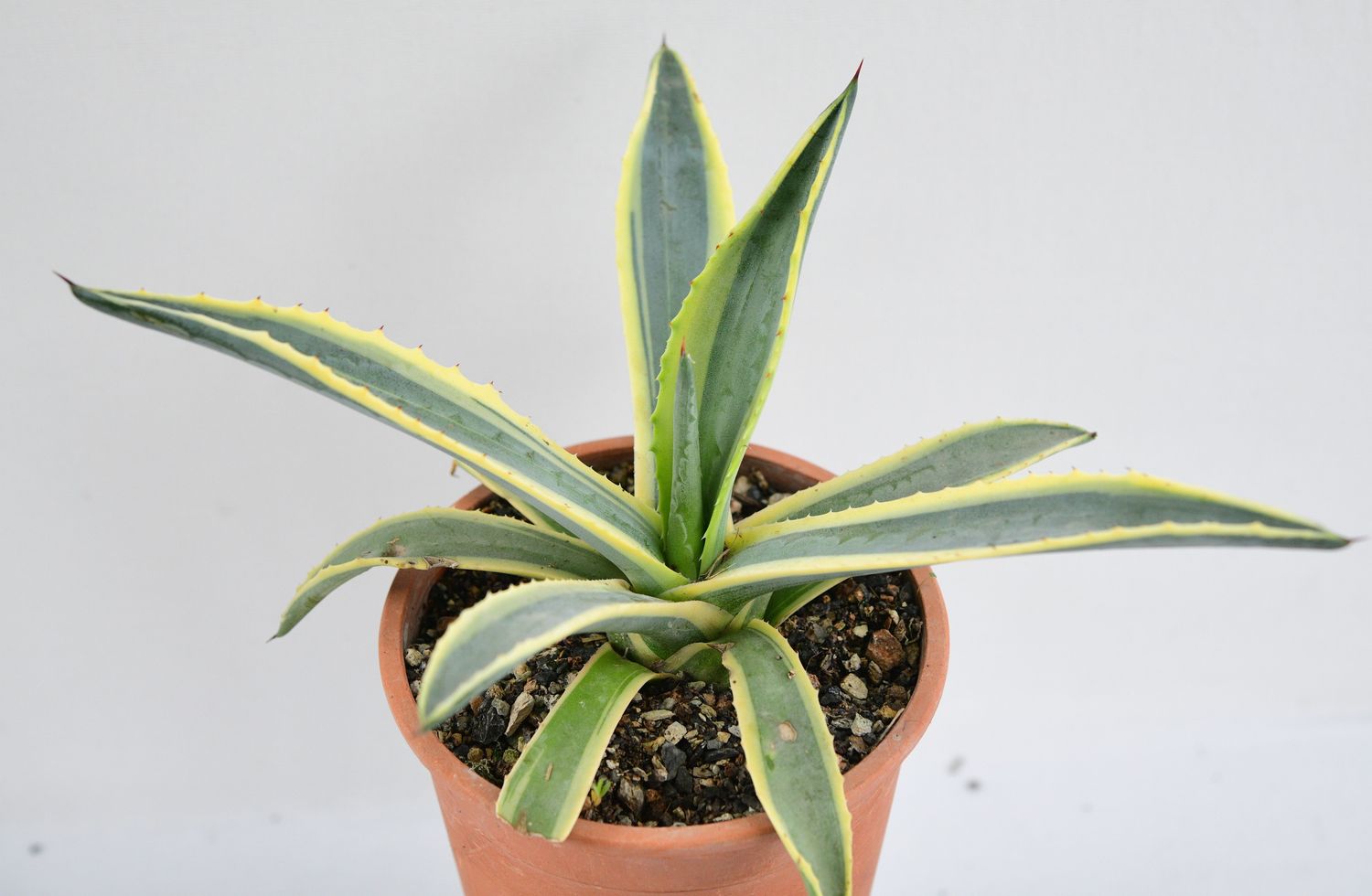 Agave Americana 'Marginata Aurea'