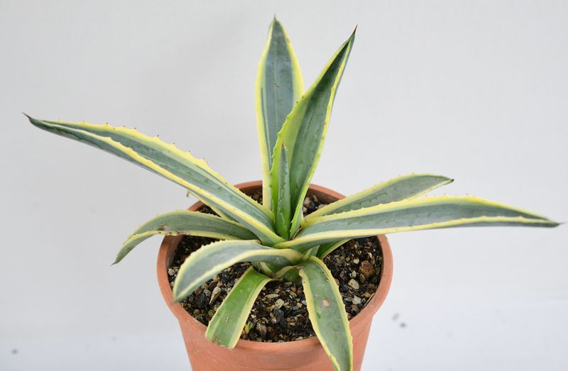 Agave Americana 'Marginata Aurea' Agave Americana 'Marginata Aurea'