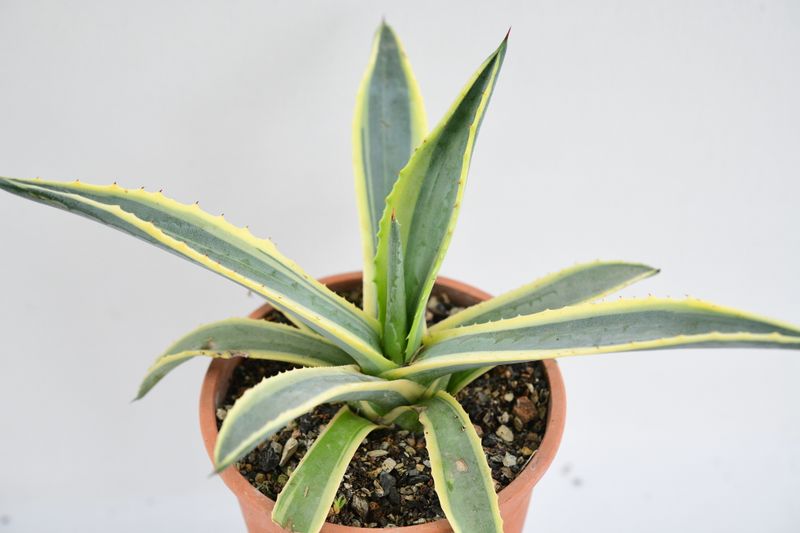 Agave Americana 'Marginata Aurea'