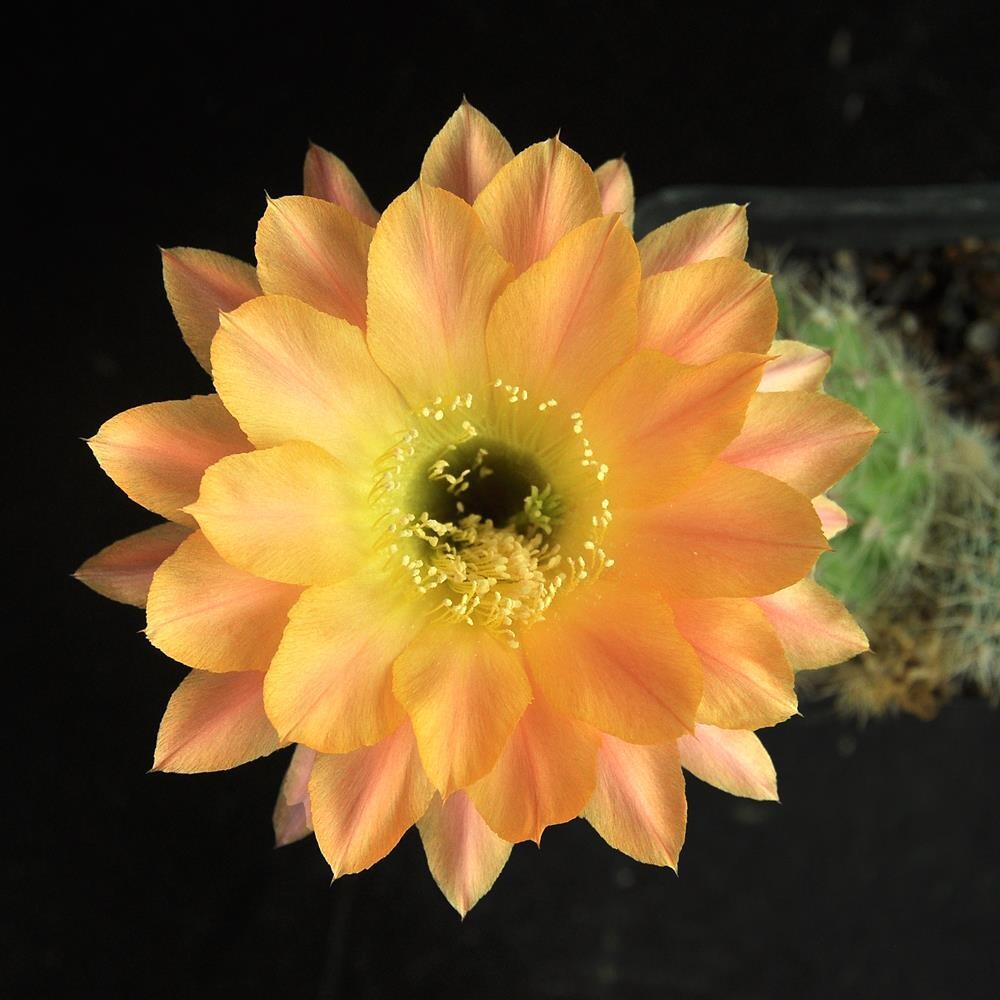Echinopsis hybrid Day Dream-FLOWER