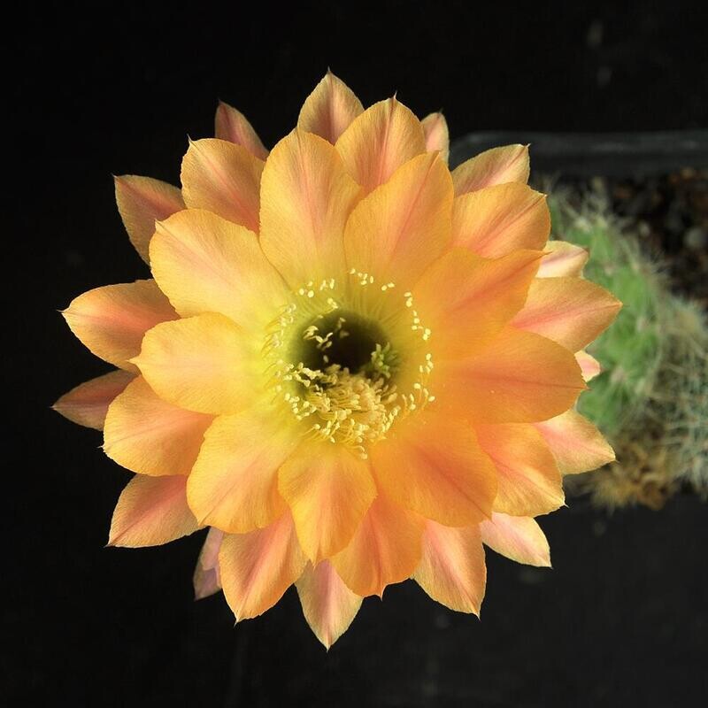 Echinopsis hybrid Day Dream-FLOWER