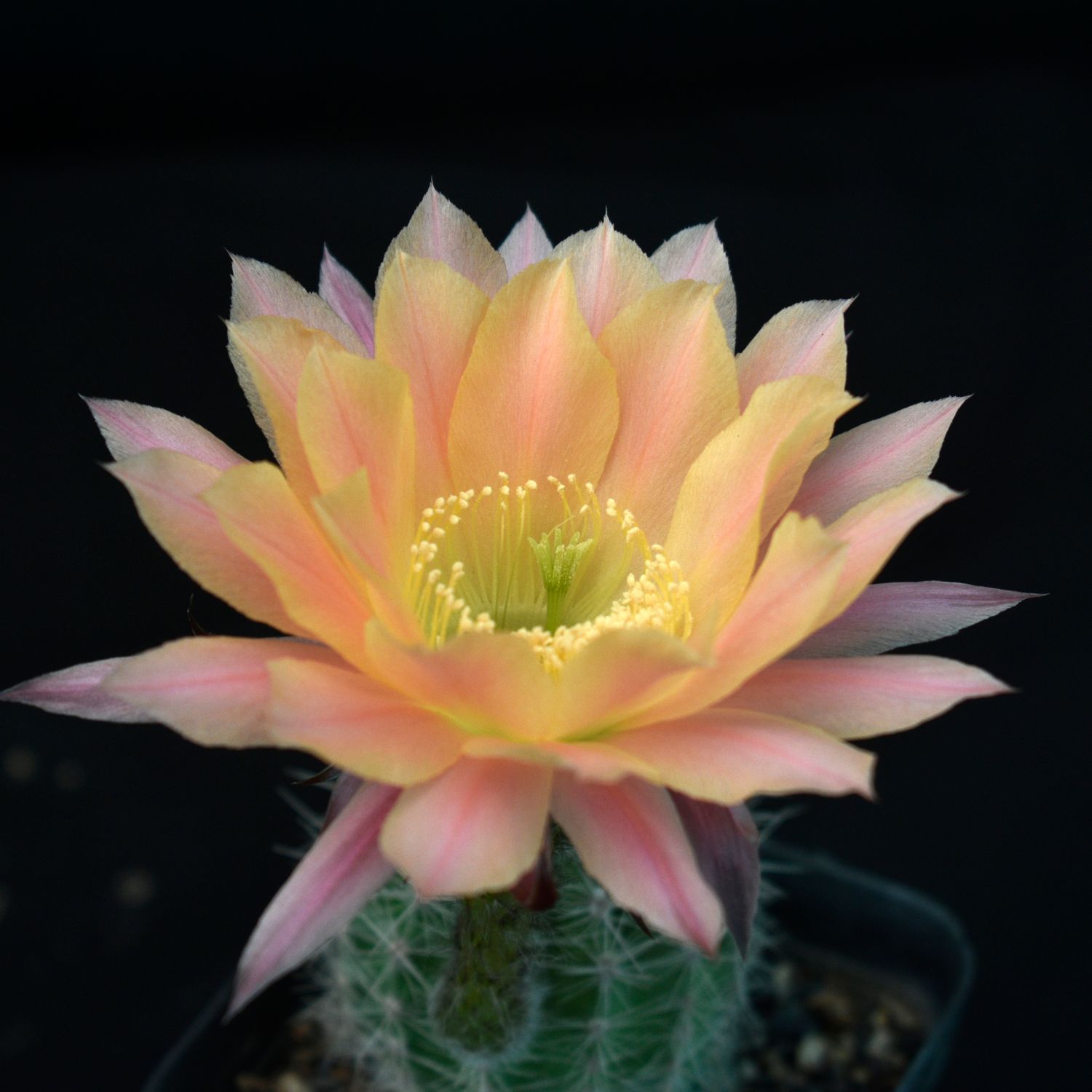 Echinopsis hybrid Day Dream in full bloom with pink-tipped petals