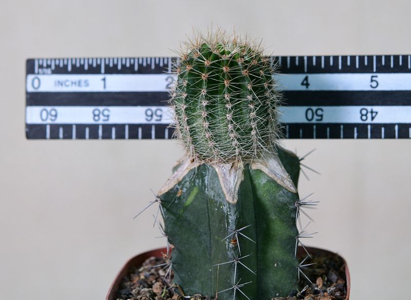 Echinopsis hybrid Day Dream small specimen with ruler for scale