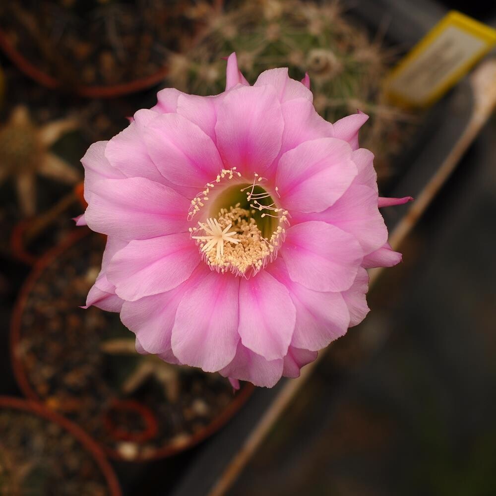 Echinopsis hybrid Ganbaatar in bloom with pink flowers