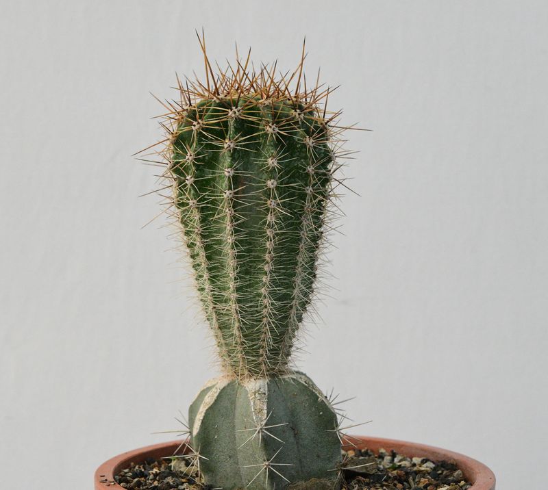 Echinopsis hybrid Ganbaatar front view