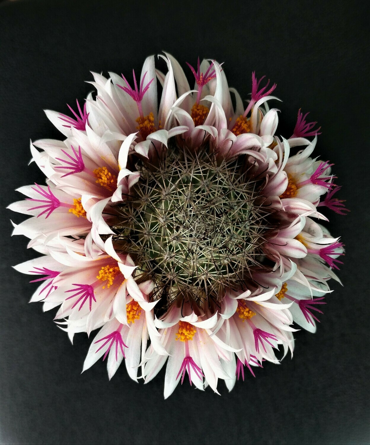 Mammillaria Fraileana