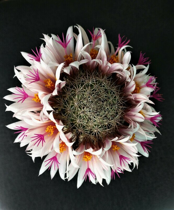 Mammillaria Fraileana