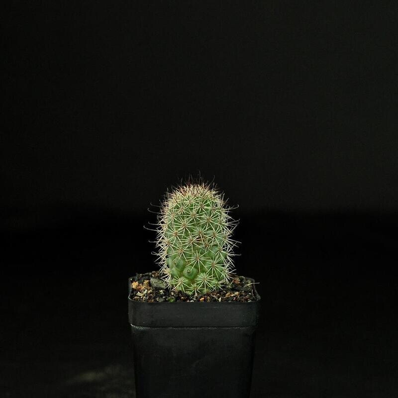 Mammillaria fraileana front view