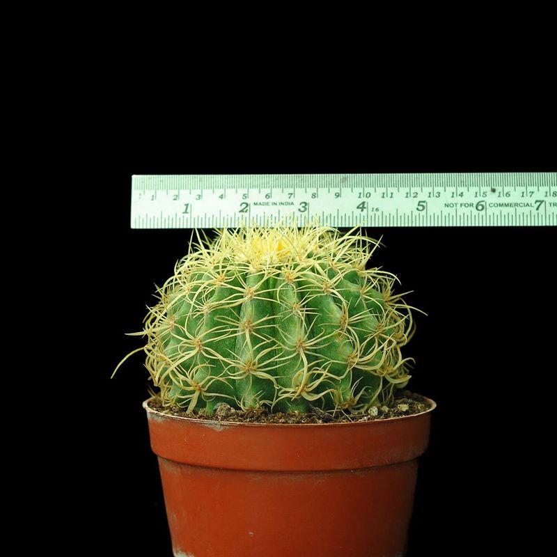 Echinocactus Grusonii Curvispinus