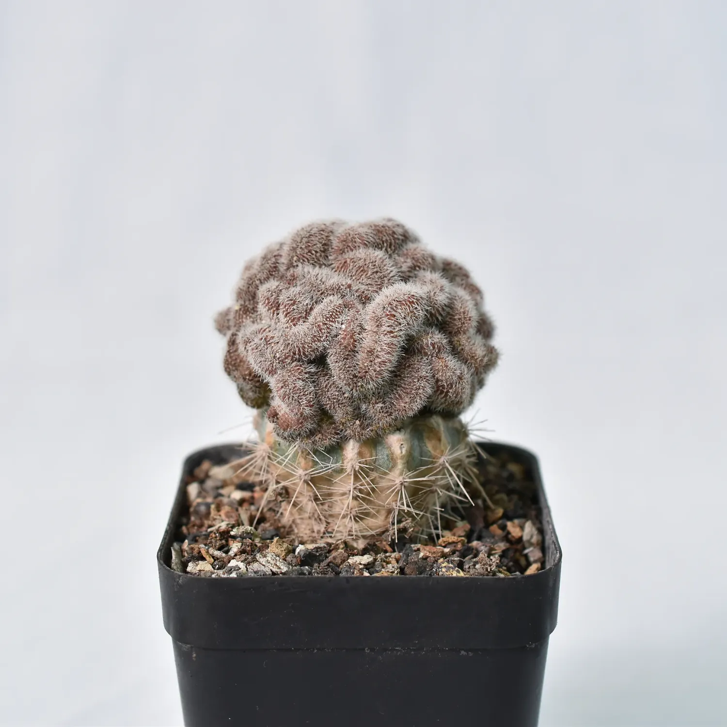 Mammillaria compressa cv. Yokan crest Mammillaria compressa cv. Yokan crest