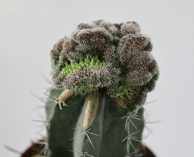 Mammillaria compressa cv. Yokan crest front view, different angle