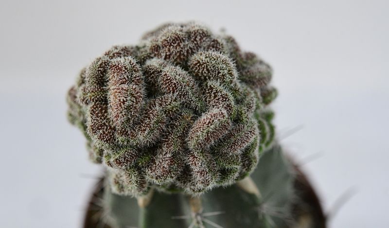 Mammillaria compressa cv. Yokan crest front view