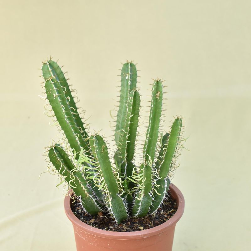 Euphorbia mlanjeana