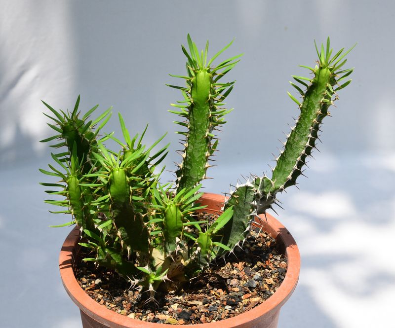 Euphorbia mlanjeana