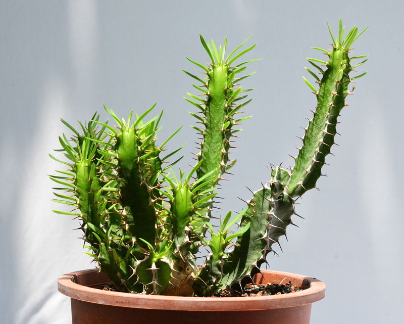 Euphorbia mlanjeana Euphorbia mlanjeana
