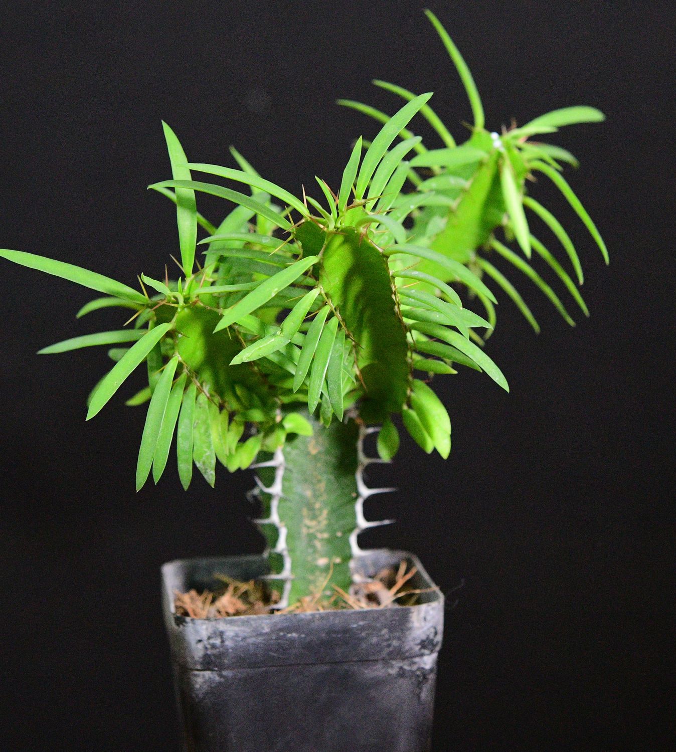 Euphorbia mlanjeana