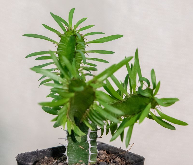 Euphorbia mlanjeana