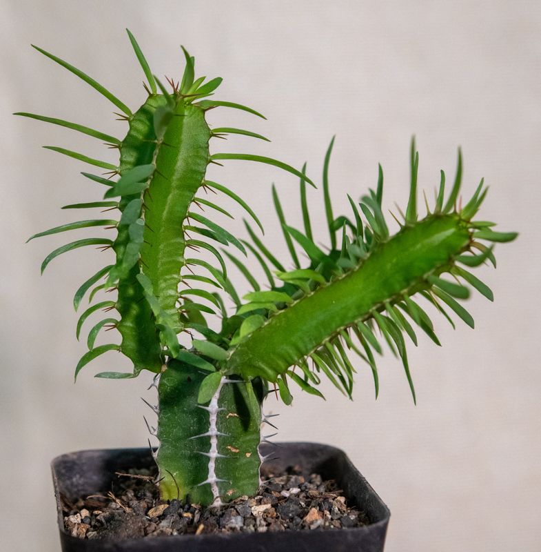 Euphorbia mlanjeana Euphorbia mlanjeana