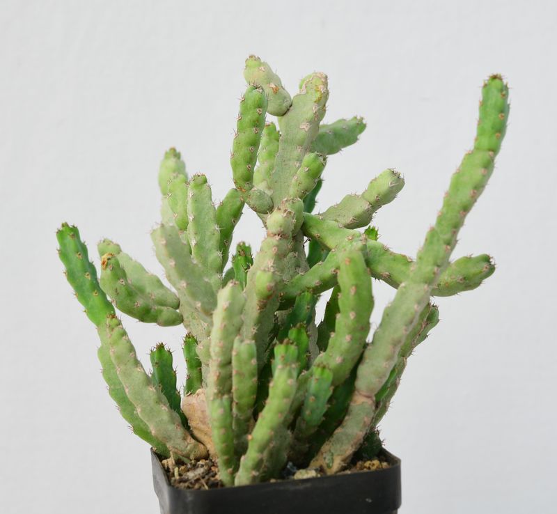 Euphorbia debilispina