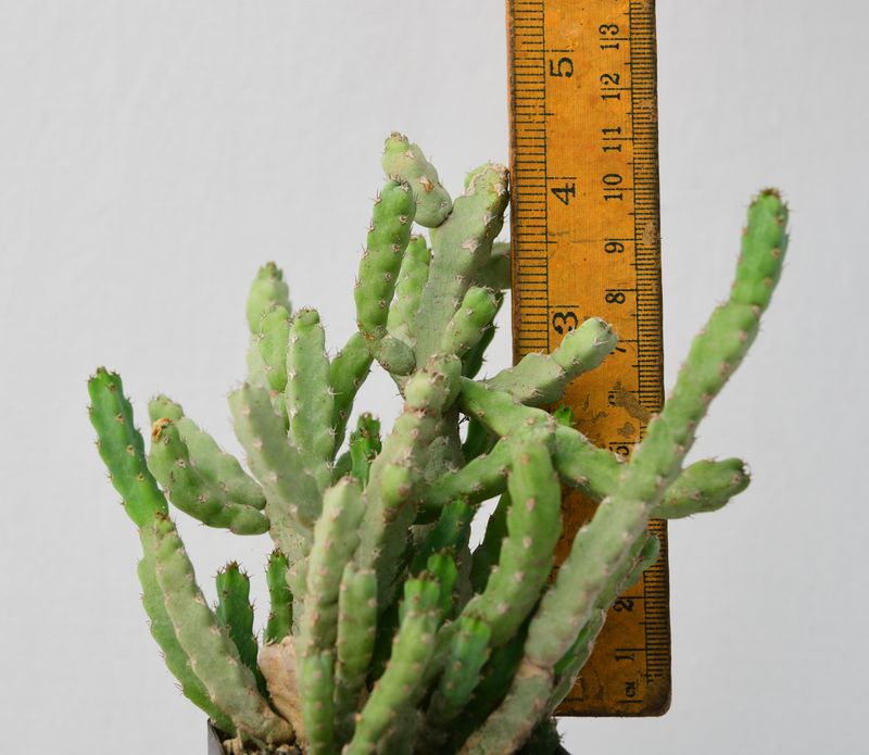 Euphorbia debilispina
