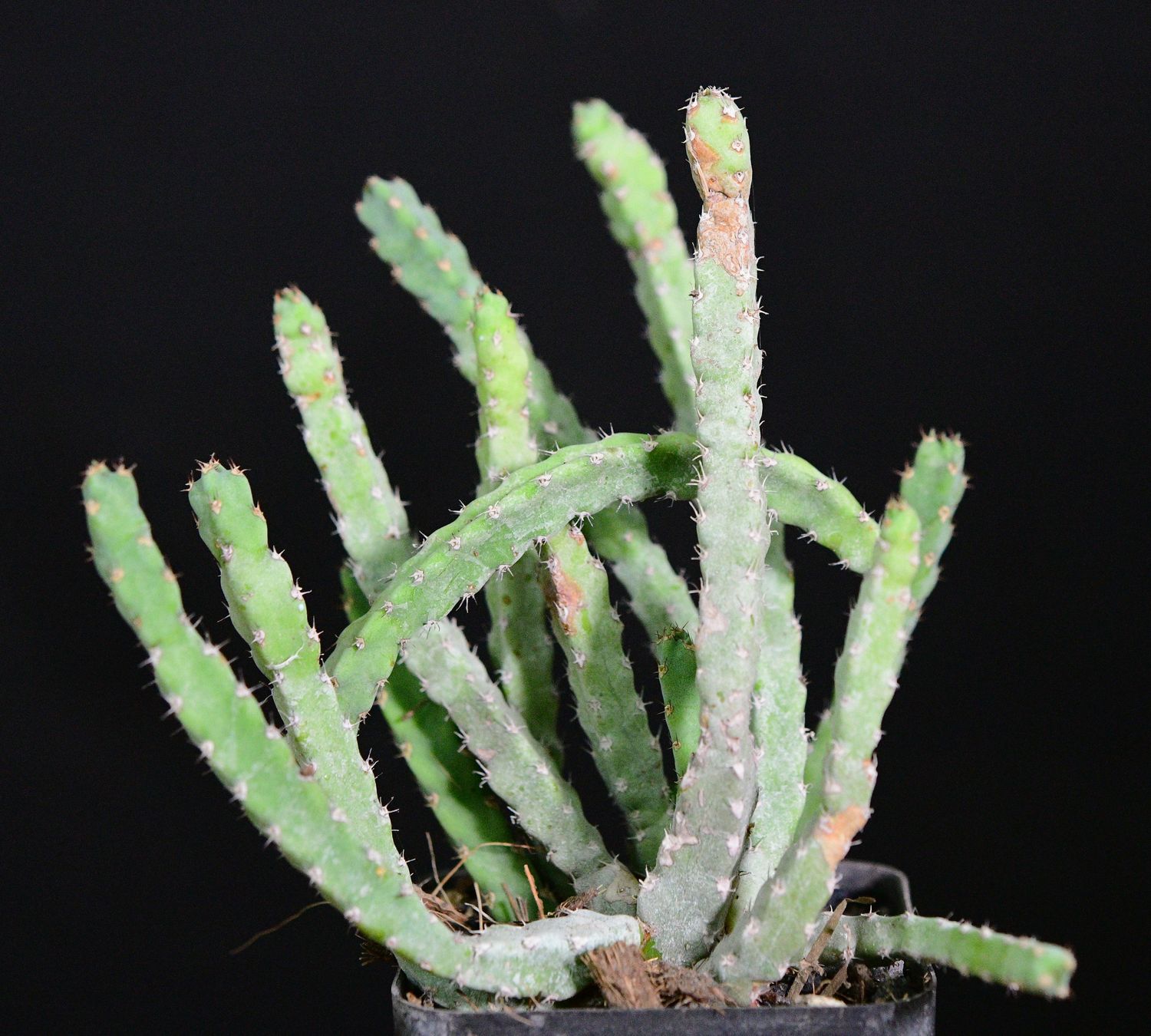 Euphorbia debilispina Euphorbia debilispina full plant view