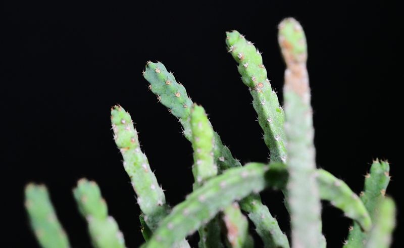 Euphorbia debilispina close-up of stems and tips