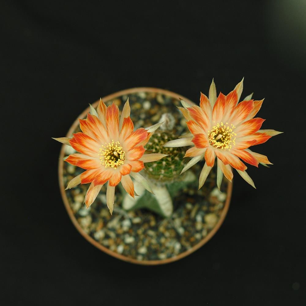Lobivia Luz del volcán in bloom with bright orange flowers