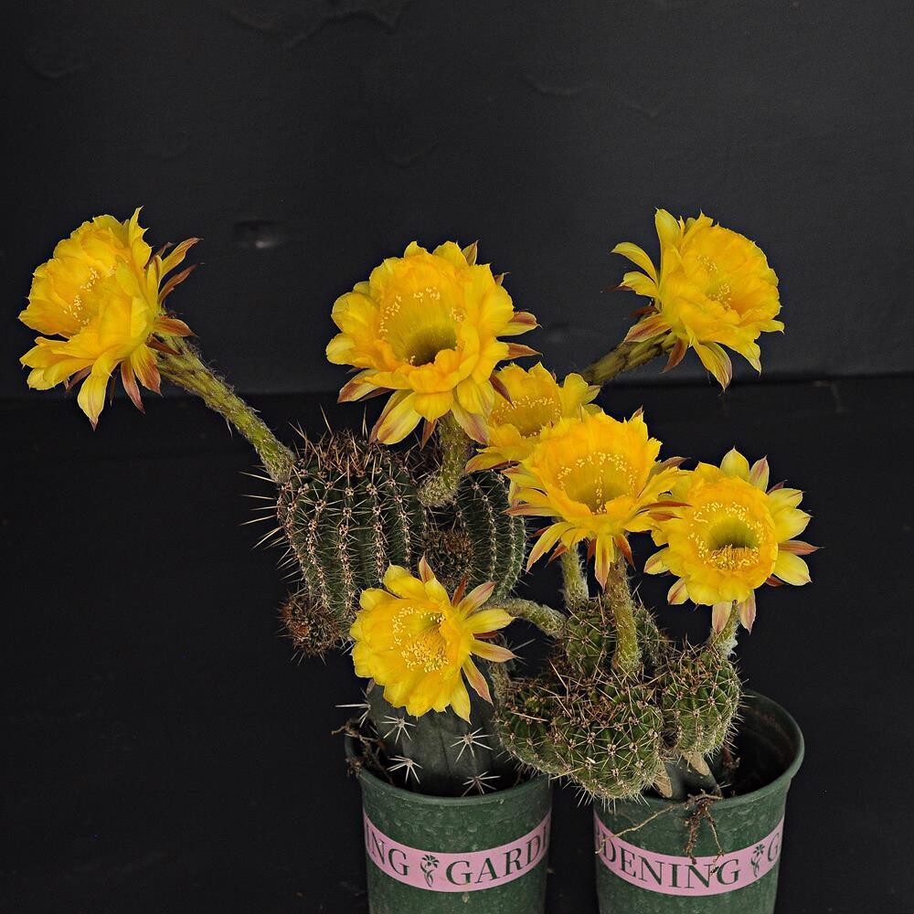 Echinopsis hybrid  'Cercei'-FLOWER