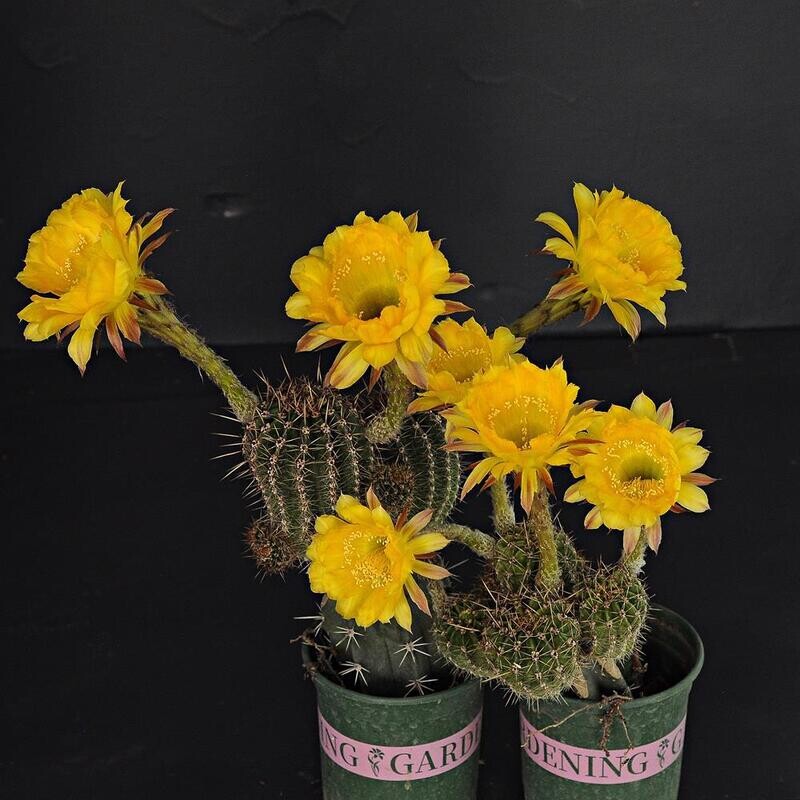 Echinopsis hybrid  'Cercei'-FLOWER