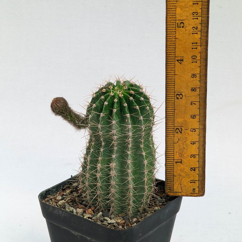 Echinopsis hybrid 'Cercei'